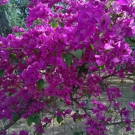 Abby Lithakia (Zakynthos)